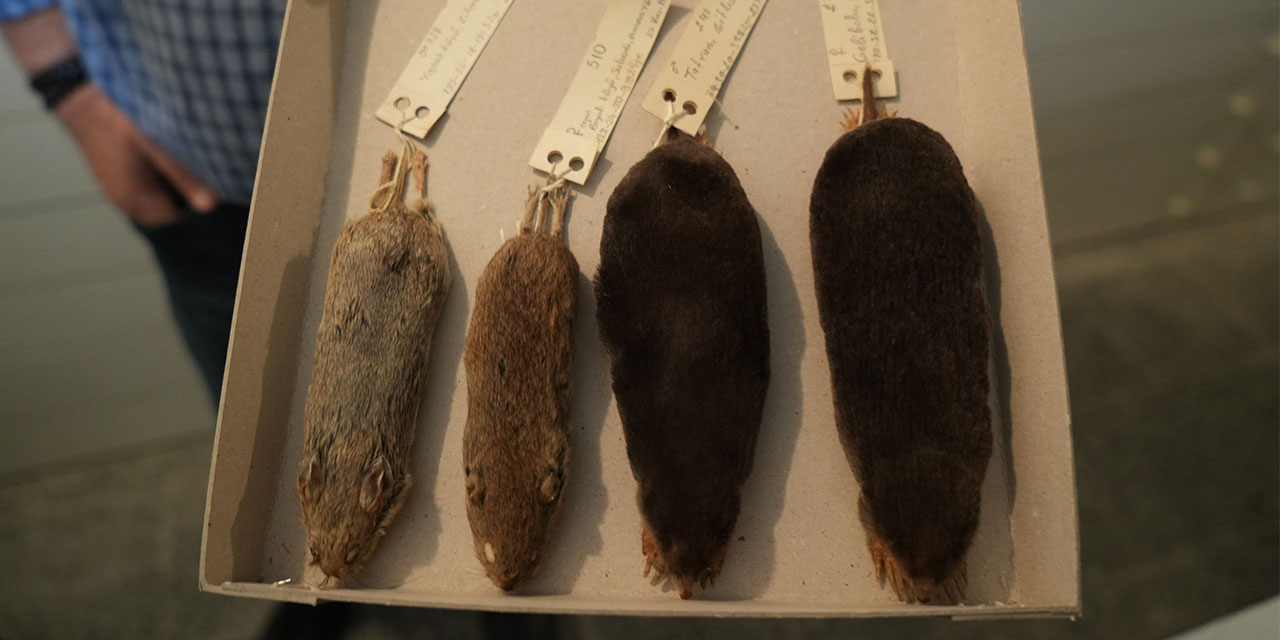 Dünya biyoçeşitliliğine ilk kez kazandırılan 3 yeni tür: Fare, köstebek, gelengi