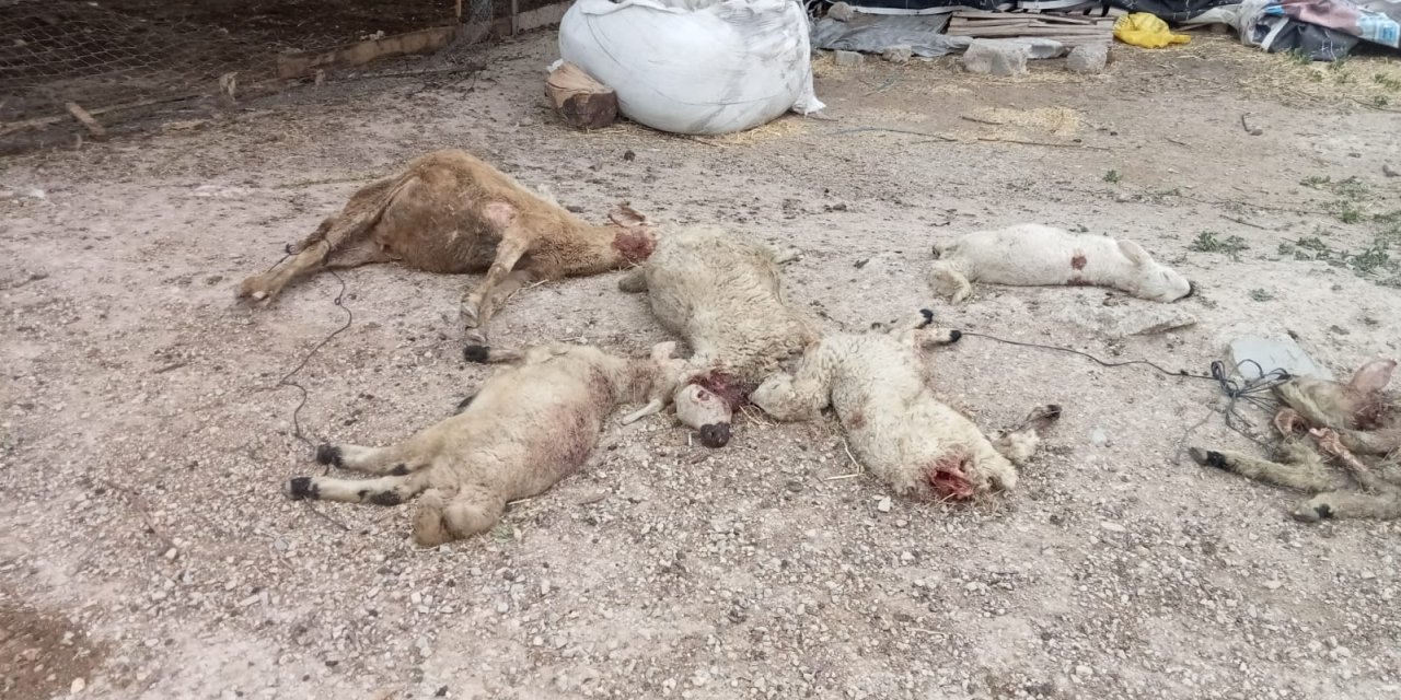 Kırşehir'de Mandırıya Giren Kurtlar, 40 Koyunu Öldürdü