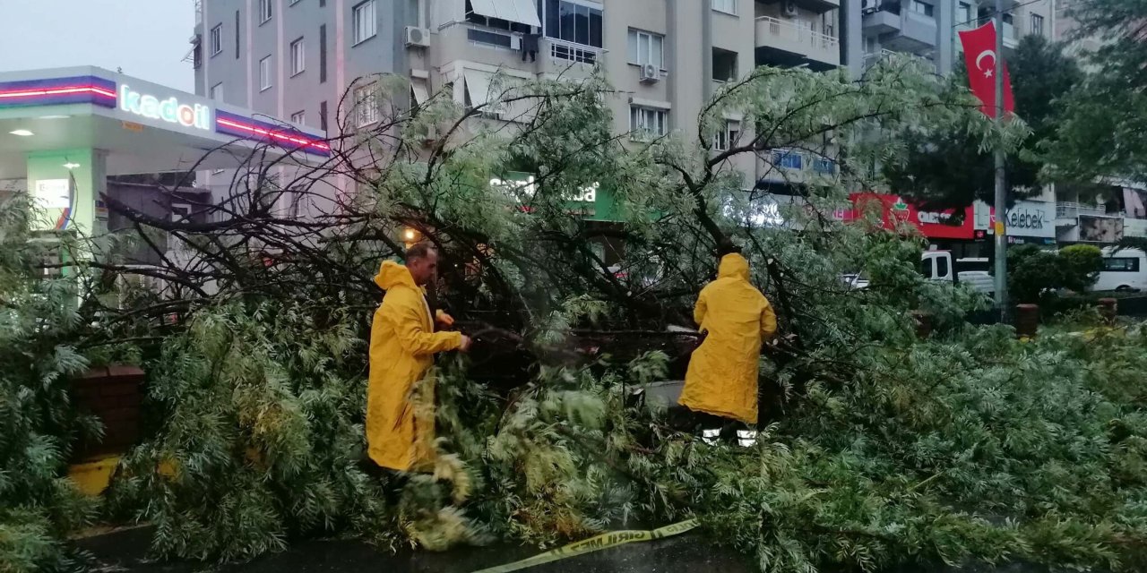 Aydın’da Kuvvetli Rüzgar 2 İlçede Ağaçları Devirdi