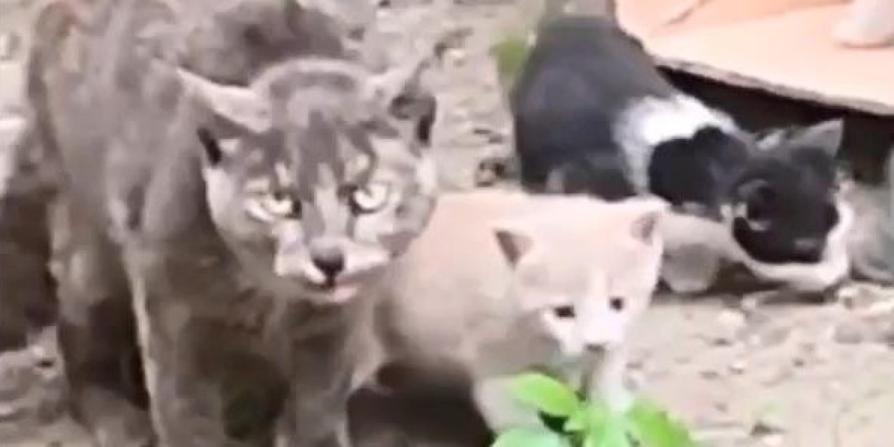 İstanbul - Sultangazi'de Mahallelinin Baktığı 3 Yavru Kedi Öldürülmüş Halde Bulundu