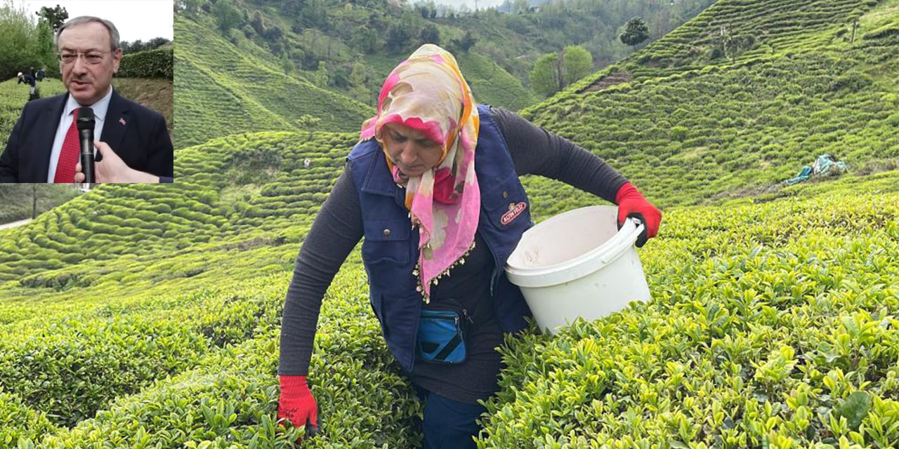 ÇAYKUR’dan 'çayınızı kendiniz toplayın' çağrısı