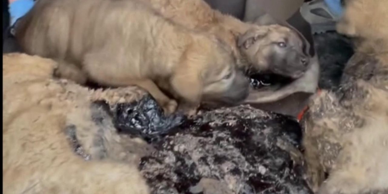 Zifte Bulanmış 10 Yavru Köpek, Bebek Ve Zeytinyağı İle Temizlendi