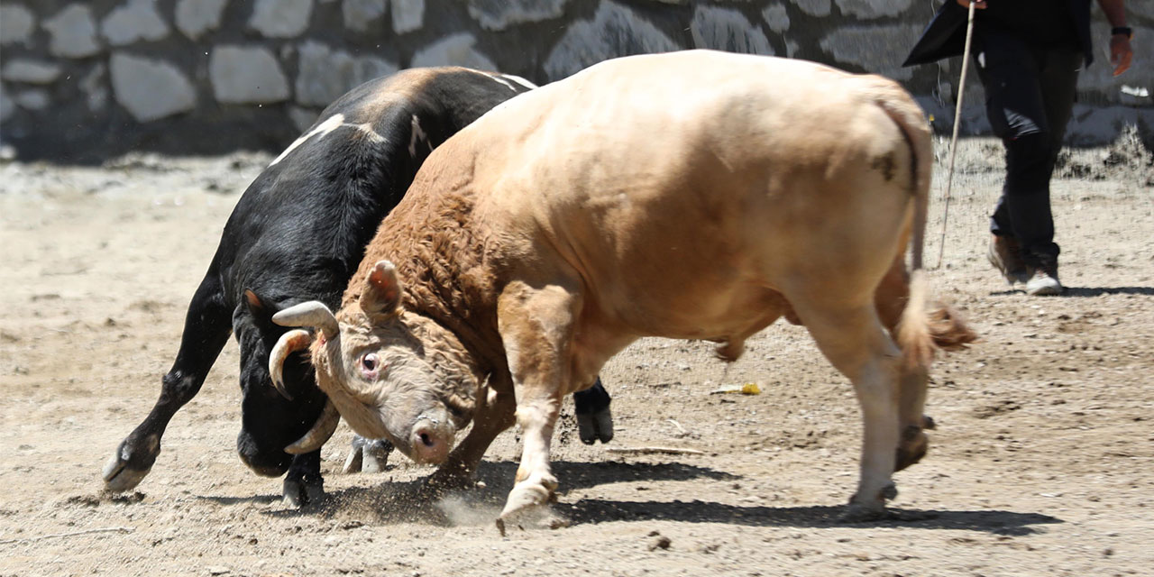 Rize'de "27. Çamlıhemşin Ayder Kültür, Sanat ve Doğa Festivali" başladı