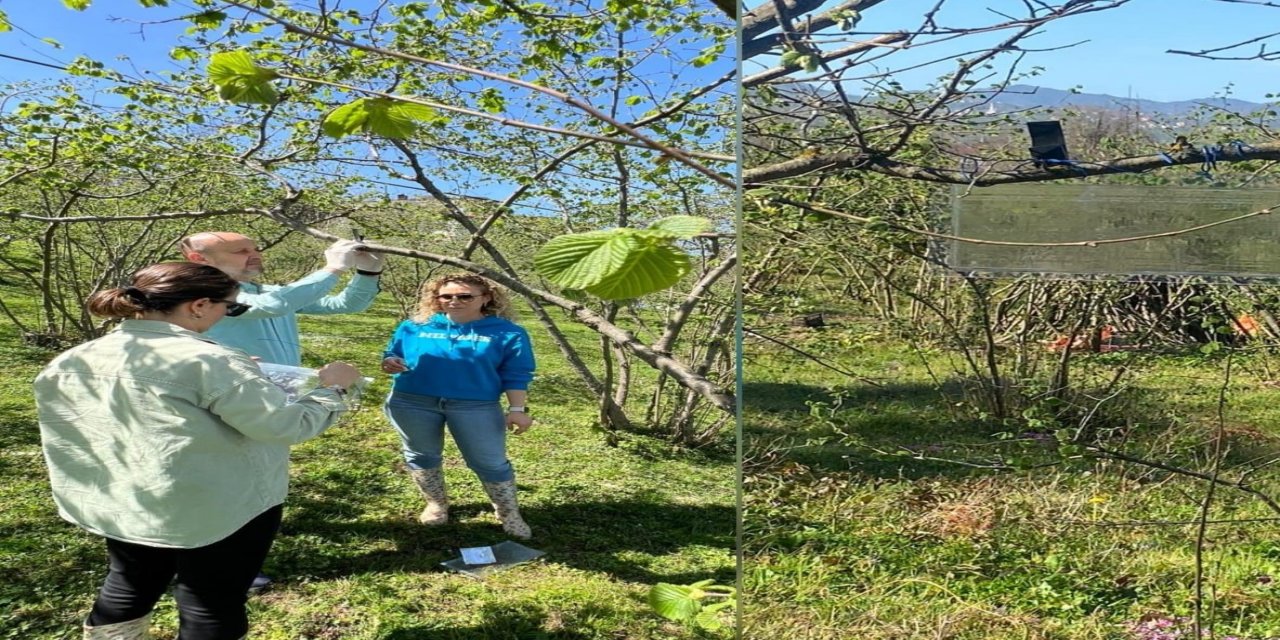 Kahverengi kokarca, fındık rekoltesini tehdit ediyor