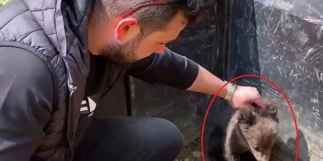 Sokakta Buldukları Yavru Ayıyı Besleyip Ormana Saldılar