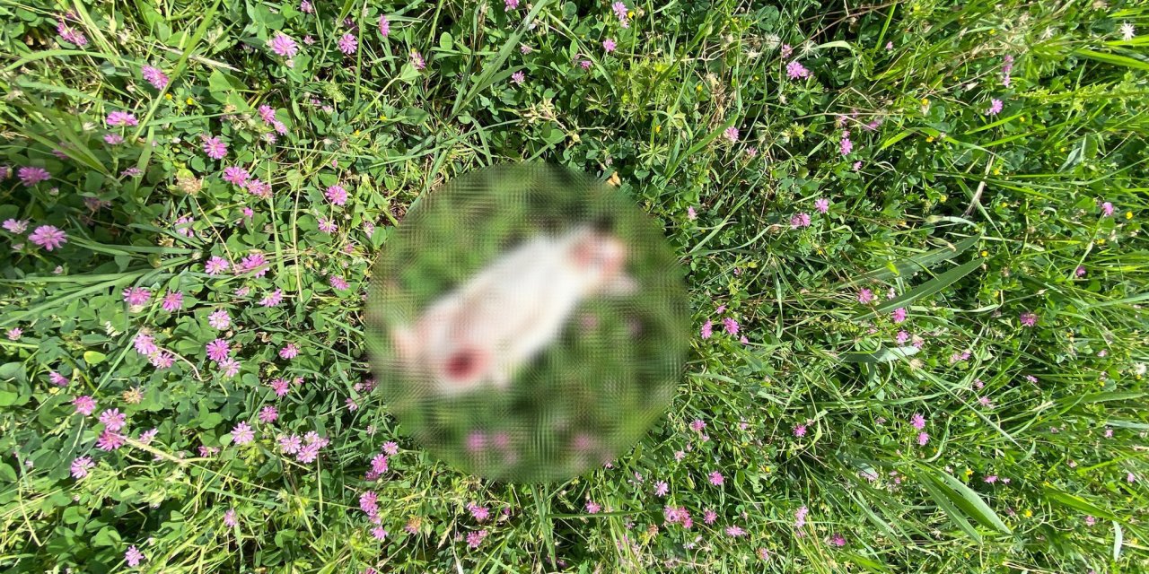 Bursa’da 6’sı Yavru 7 Kedi Parçalanarak Öldürülmüş Halde Bulundu