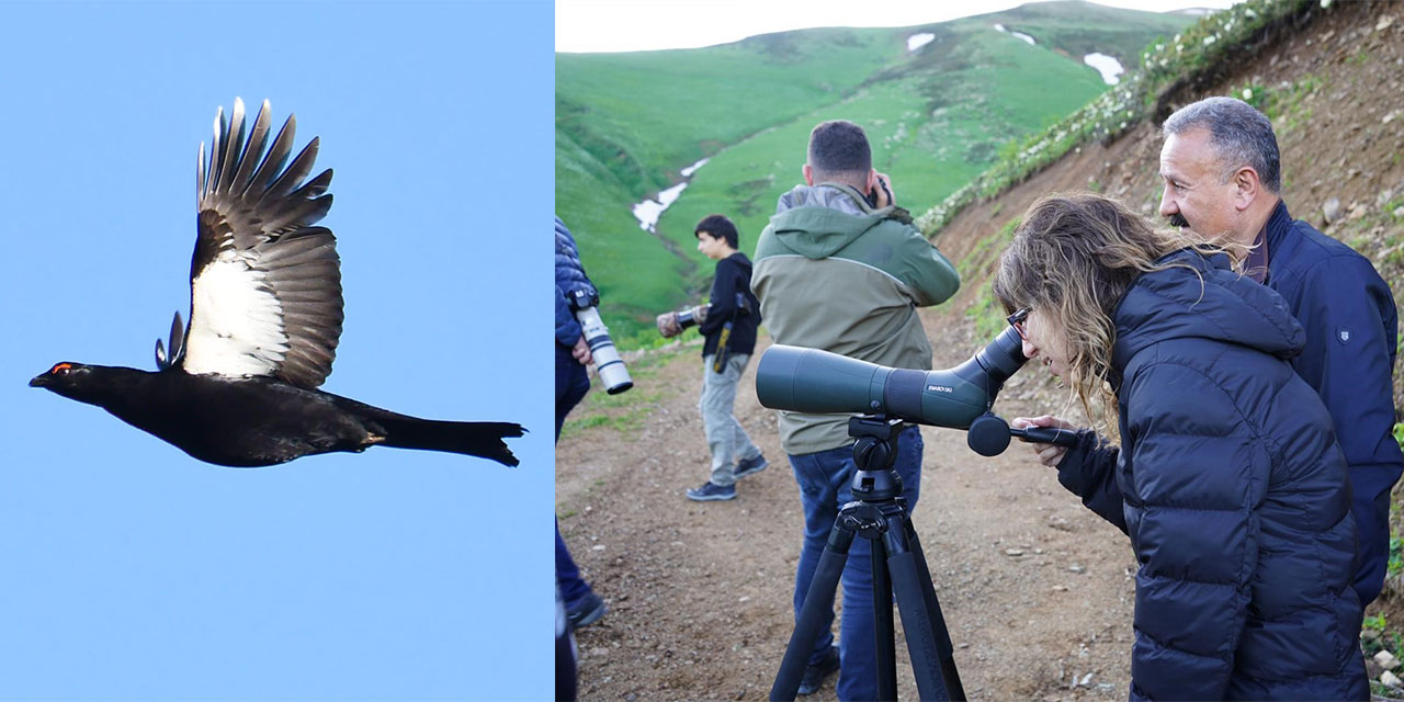 Rize'de dağ horozu festivalinde çekirge kamışçını da fotoğraflandı