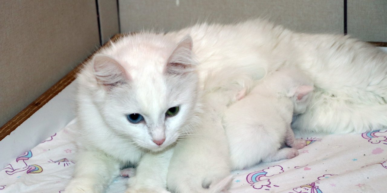 Van Kedisinin Doğum Oranı Yüzde 50 Arttı