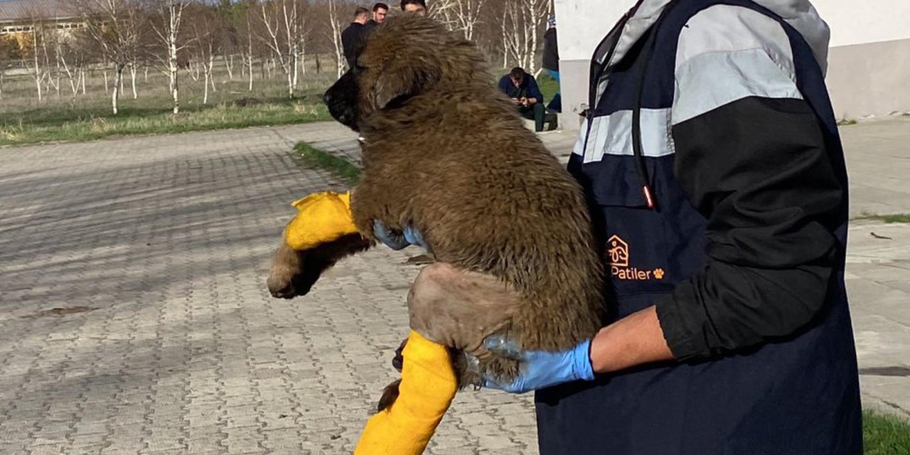 Ziftten Temizlenen Yavru Köpeğin Sinirleri Kesilen Ayağı, Ameliyatla Kurtarıldı