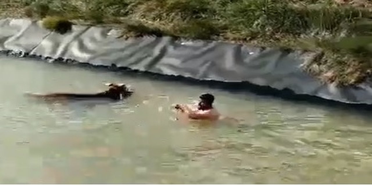 Kanala Düşen İneği, Suya Atlayıp Kurtardı