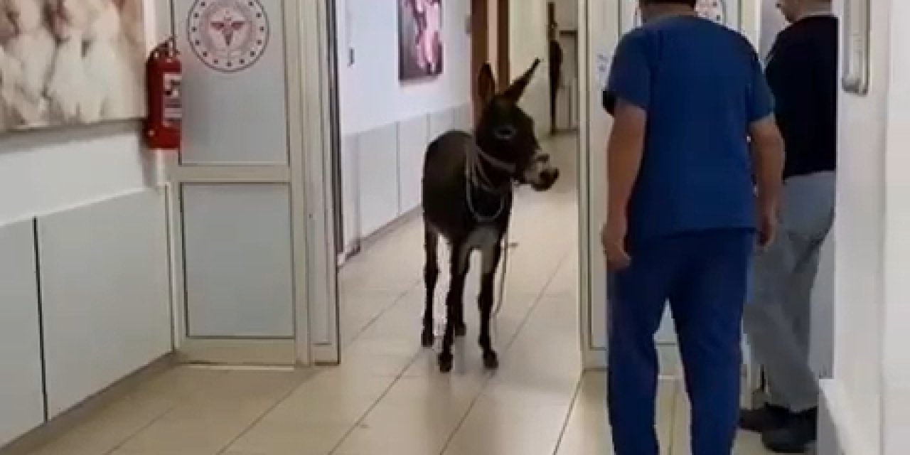 Eşek, Hastanenin Acil Servisine Girdi; O Anlar Kamerada