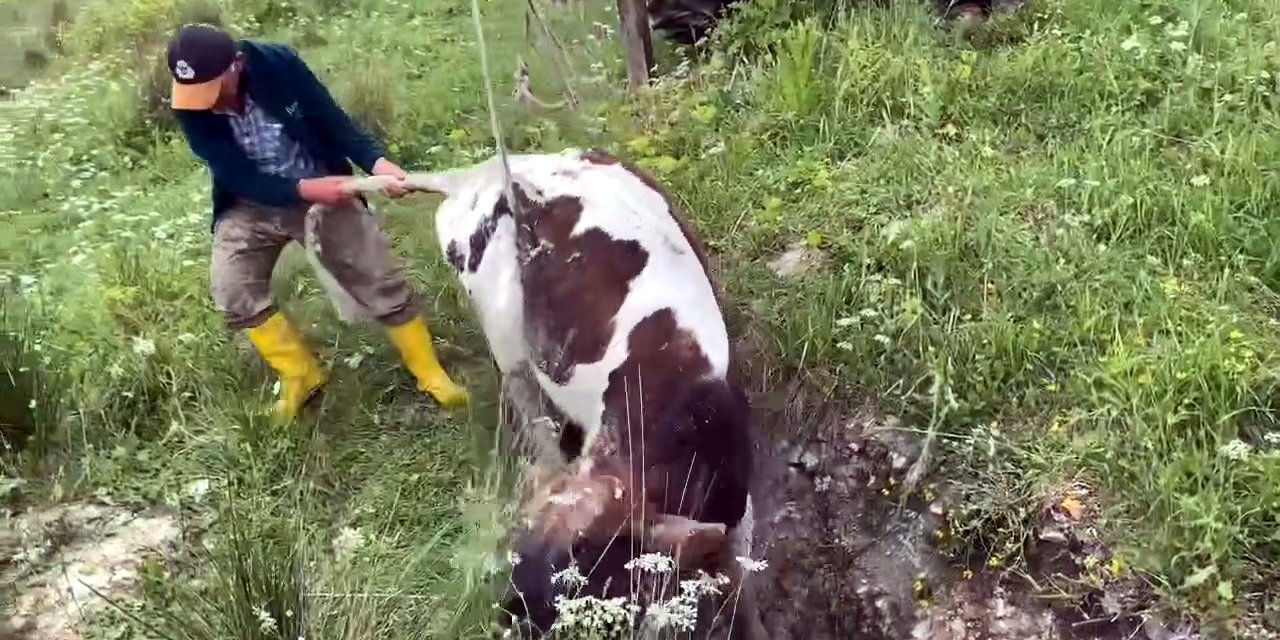 İstanbul- Avcılar'da Kuyuya Düşen Dana 10 Gün Sonra Bulundu