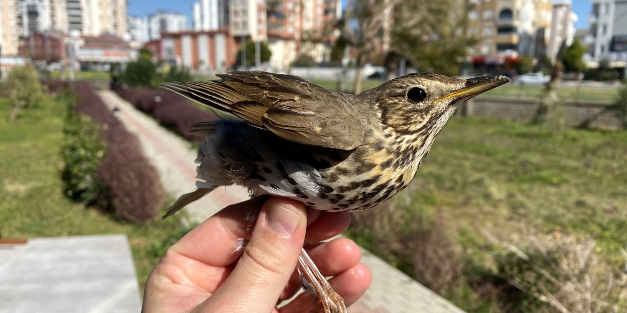 Göçmen Kuş Ölümlerinin Yüzde 87'si İnsan Kaynaklı