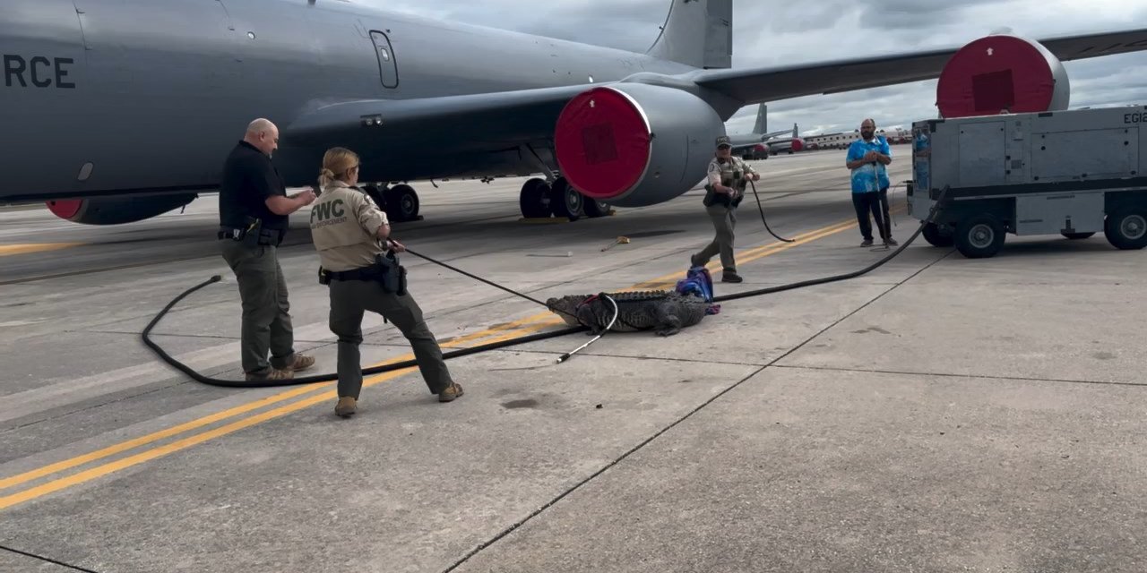 Abd’de Bir Timsah Uçak Pistine Çıktı