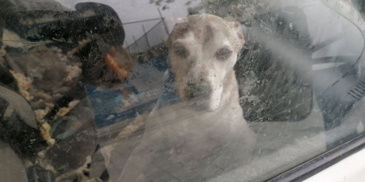 İstanbul- Silivri'de Köpeğin Karavanda Mahsur Bırakıldığı İddiası; Köpeğin Sahibi Konuştu