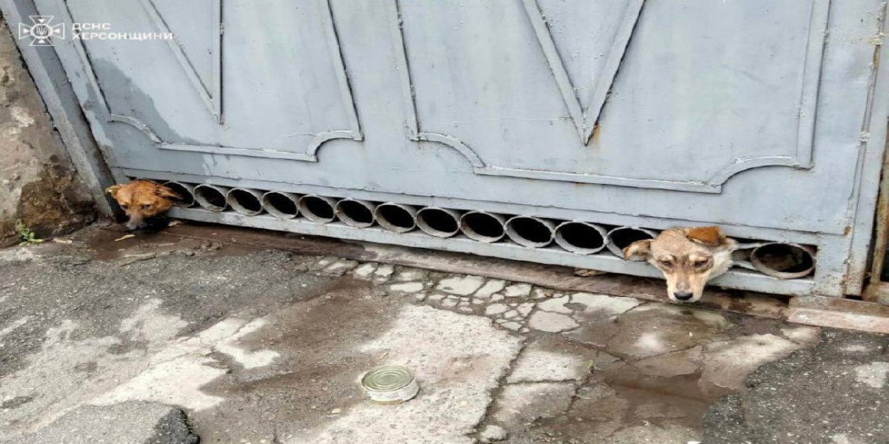 Herson’da Bombardımandan Korkan Köpeklerin Başı Demir Kapıya Sıkıştı