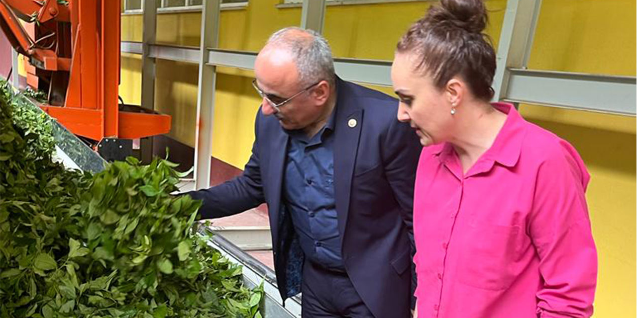 Milletvekili Av. Mertoğlu: Çay üreticilerinin dertlerinin çözümü yolunda var gücümüzle çalışıyoruz