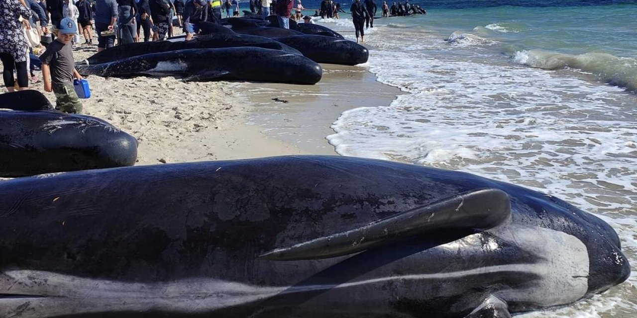 Avustralya’da 100’den Fazla Balina Kıyıya Vurdu, 29’u Öldü