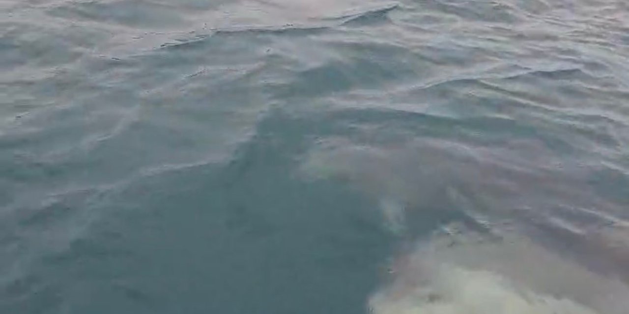 Teknesinin Yanında Yüzen Yunusları Görüntüledi