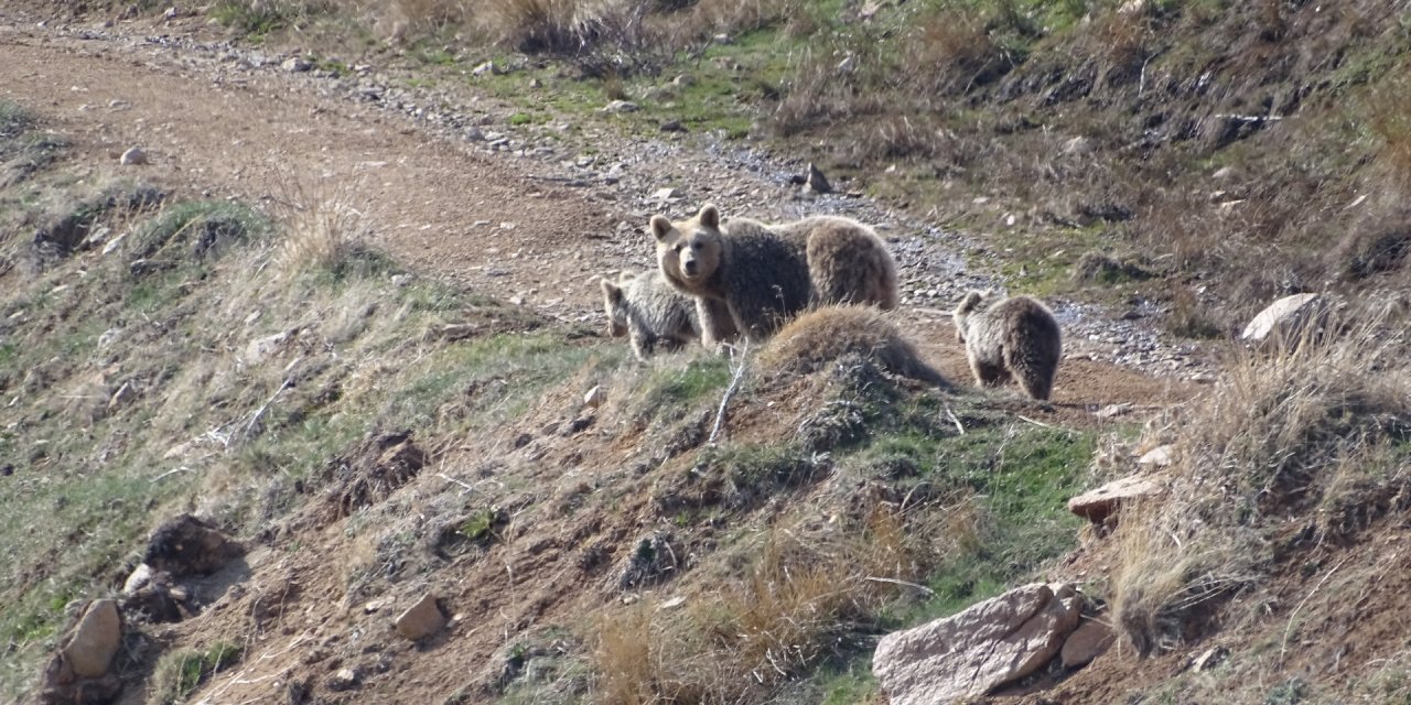 Anne Ayı Ve Yavruları Yiyecek Ararken Görüntülendi