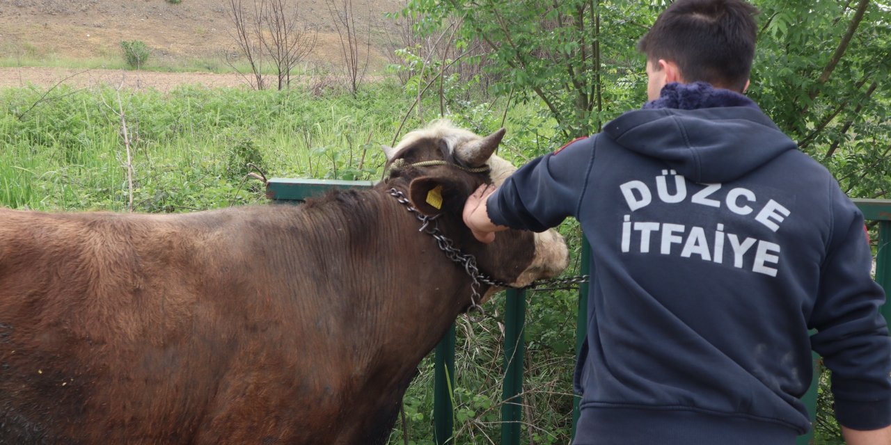 Su Kanalına Düşen Boğa Halatla Kurtarıldı