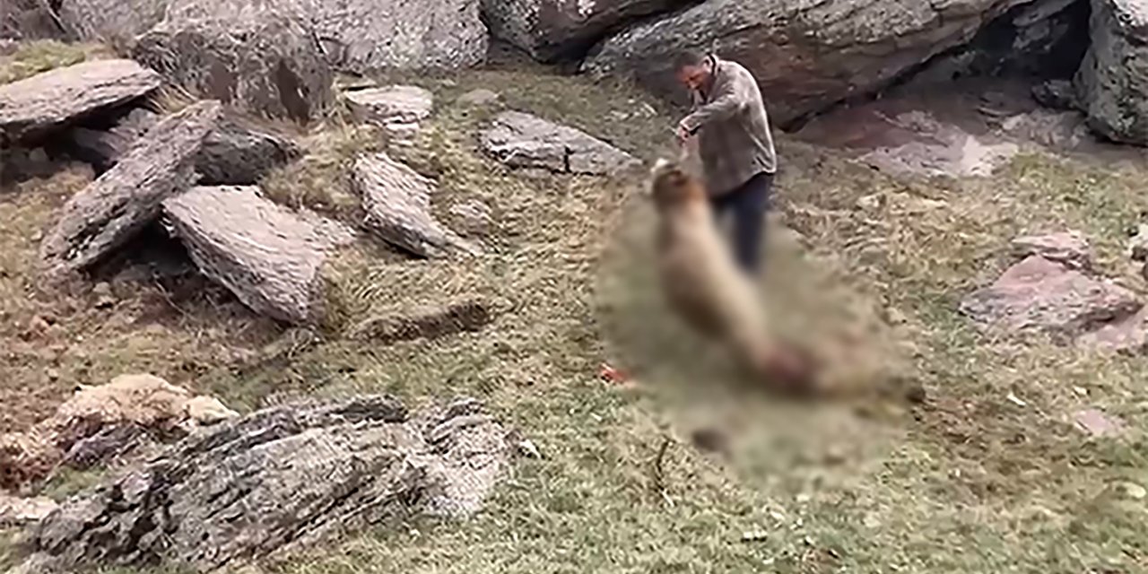 Kurtlar Sürüye Saldırıp 70 Koyunu Öldürdü