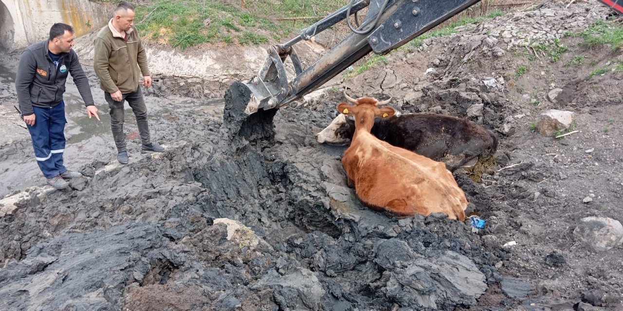 Çamura Saplanan 2 Büyükbaş, İş Makinesi Kullanılarak Kurtarıldı