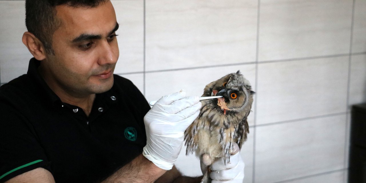 Kabuğu Kırılan Kaplumbağa İle Enfeksiyon Kapan 3 Baykuş Tedaviye Alındı