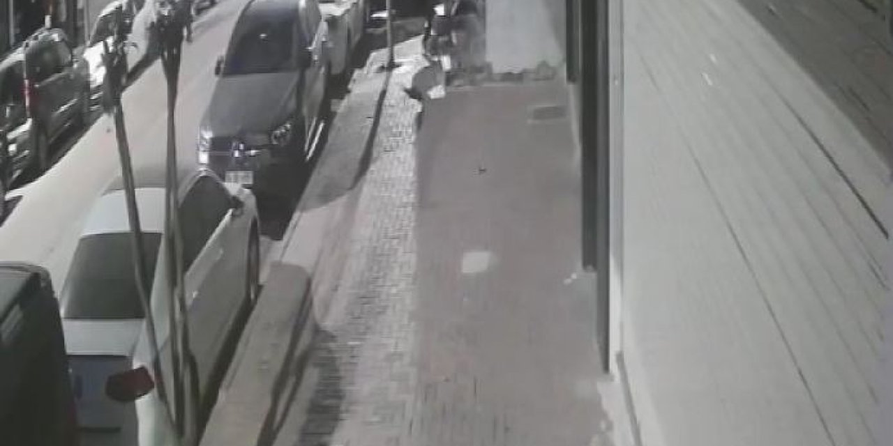 İstanbul - Zeytinburnu'nda Pitbull'un Saldırdığı Kedi Öldü