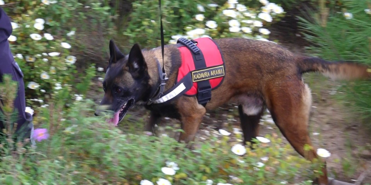 Korhan Berzeg’i Arama Çalışmaları 315’inci Günde Sürdürülüyor; Eğitimli Köpek Sayısı Artırıldı (2)