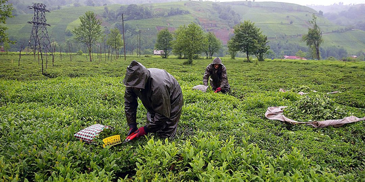 185 Bin Çay Üreticisinin Gözü Kulağı Budama İçin Cumhurbaşkanı Erdoğan’da