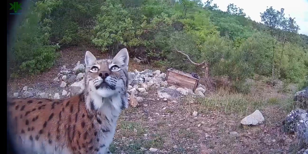 Tokat'ta, Nesli Tehlikede Olan Vaşak Fotokapana Yansıdı