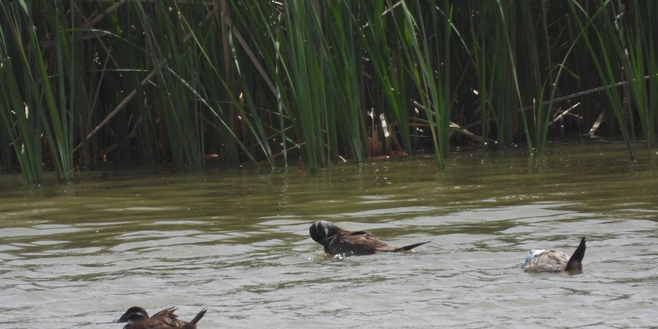Koruma Tedbirleri, Dikkuyruk Kuşlarının Sayısını Arttırdı