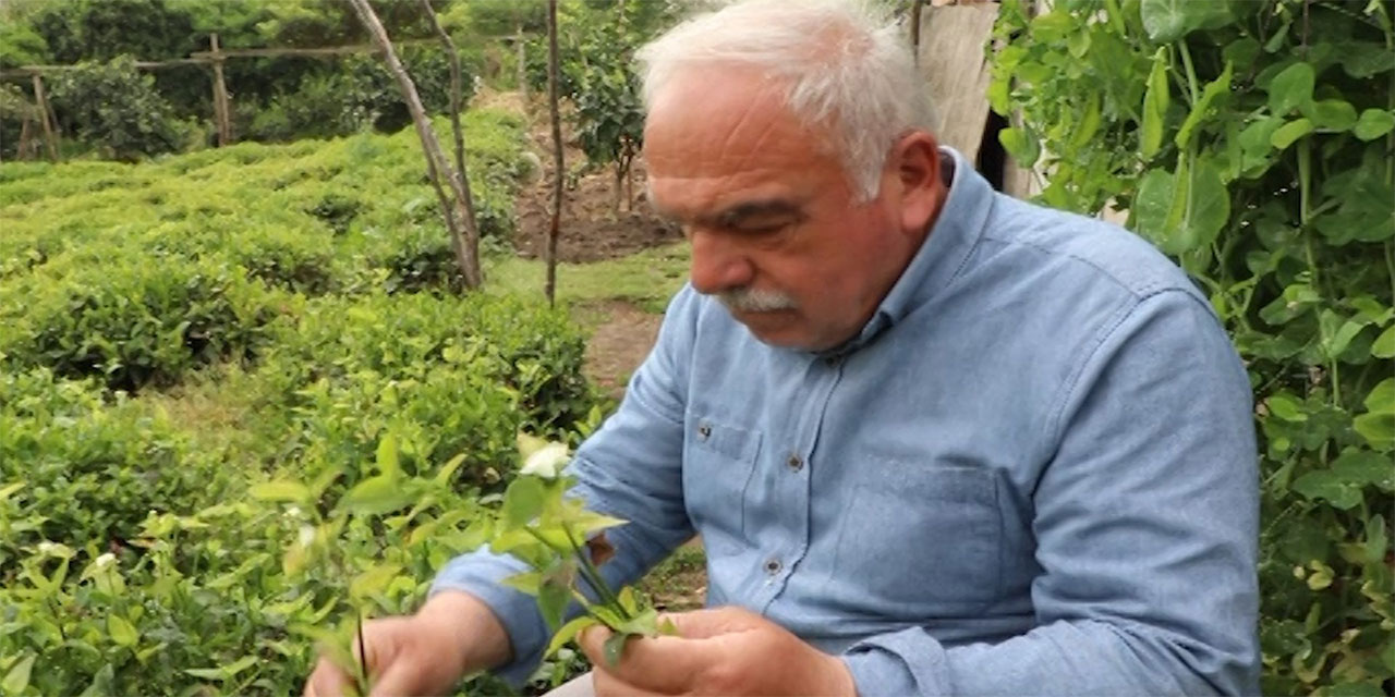 Çayın düşmanı: ‘Telgraf otu’