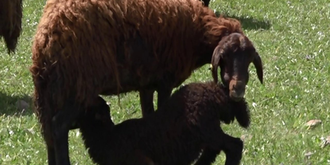 Koyunlar, Kuzularıyla Buluştu