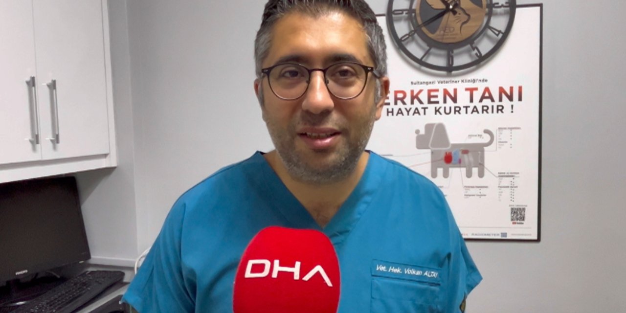 İstanbul- Yılan Değil, Kertenkele