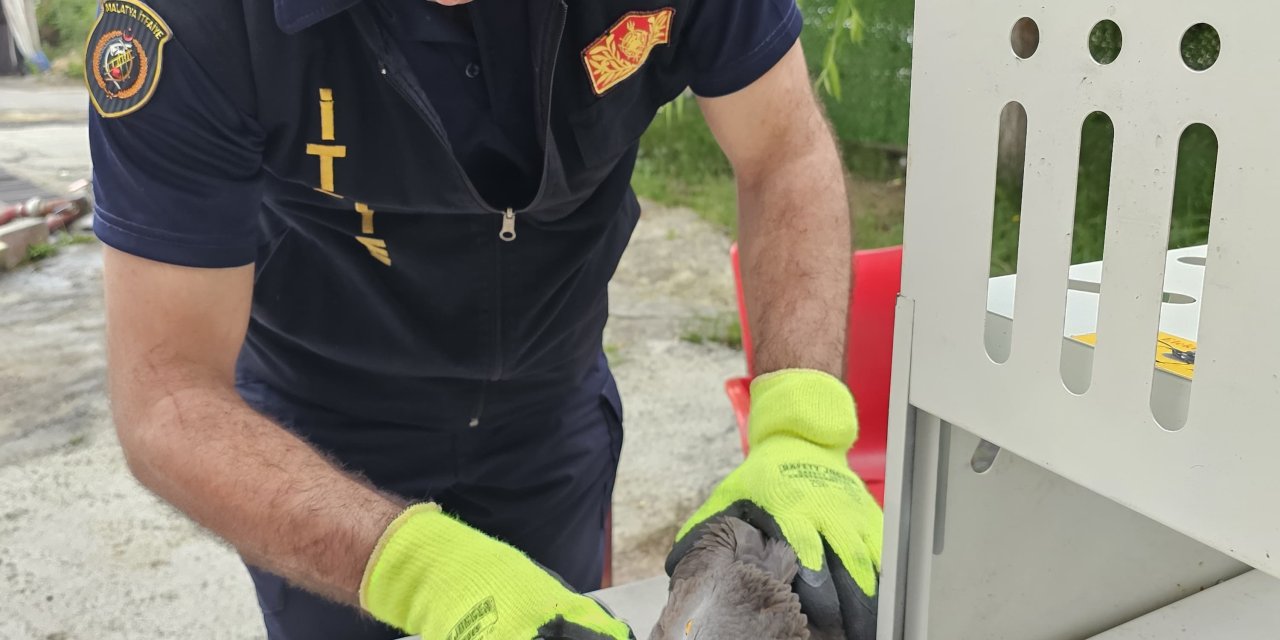 Malatya'da Yaralı Bulunan Şahin, Tedaviye Alındı