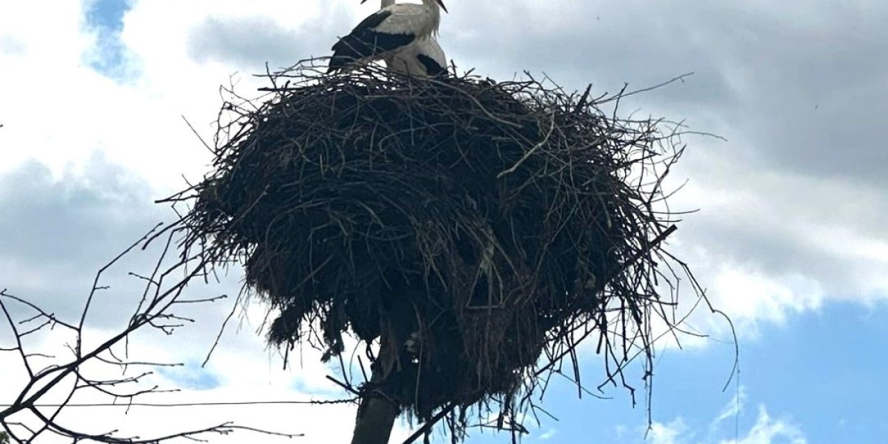 Leyleklerin Yuvası Yıkılmaktan Kurtarıldı