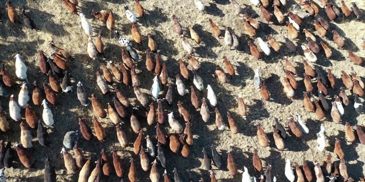 Erzurum, Hayvan Varlığında Türkiye'de 3'üncü Sıraya Geriledi