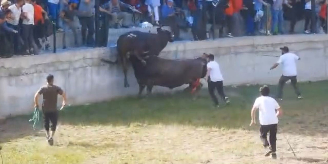 Artvin'de güreştirilen boğa, tribüne çıktı
