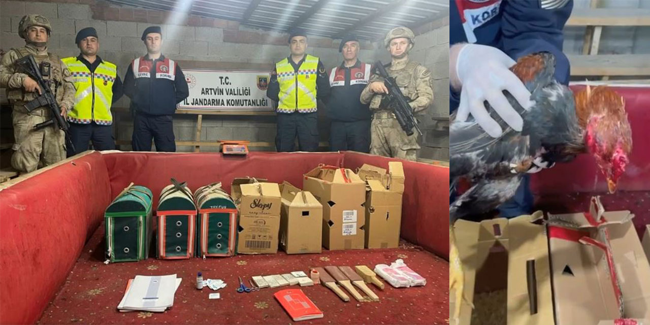 Artvin’de Horoz Dövüşüne Jandarma Baskını