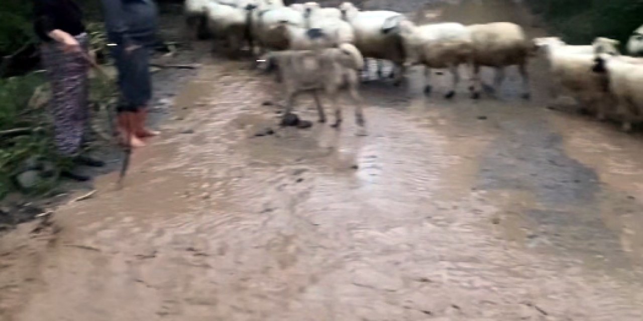 Amasya’da Sağanak; Yollar Kapandı, Hayvanlar Mahsur Kaldı
