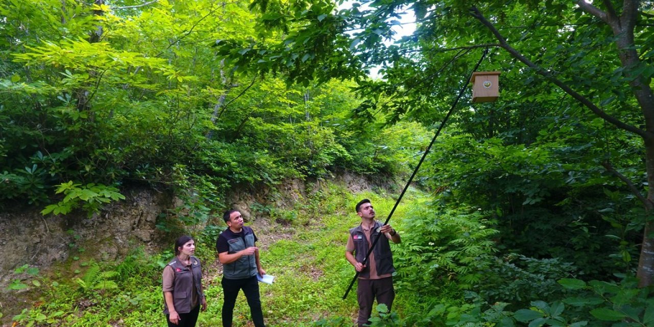 Artvin ormanlarında zararlı böceklere karşı kuşlar devrede