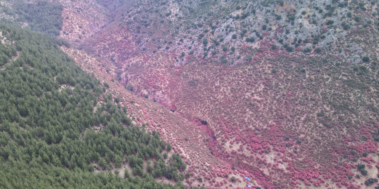 Zakkumlar Çiçek Açtı, Dağlar Renklendi