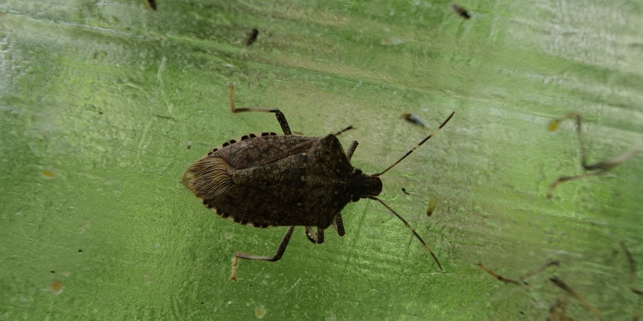 Fındığın kabusu kokarcaya karşı 'yapışkanlı tuzaklar' devrede