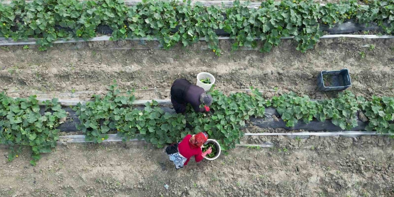 Bereketli Topraklarda Açık Alanda Salatalık Hasadı Başladı, Tarla Fiyatı: 30 Tl