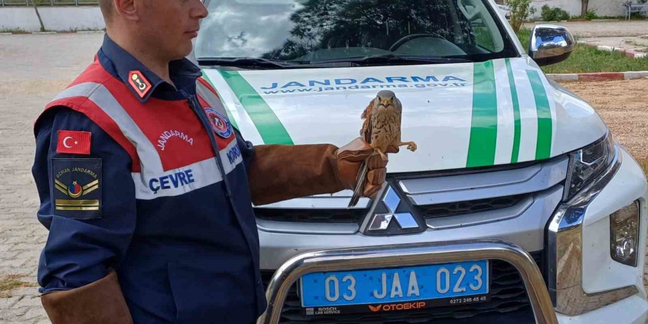 Jandarmanın Bulduğu Yaralı Doğan Koruma Altına Alındı