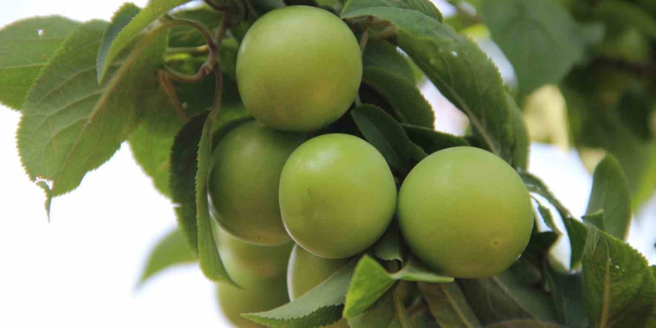 Turgutlu’nun Dumanlı Papaz Eriğinde Hasat Başladı