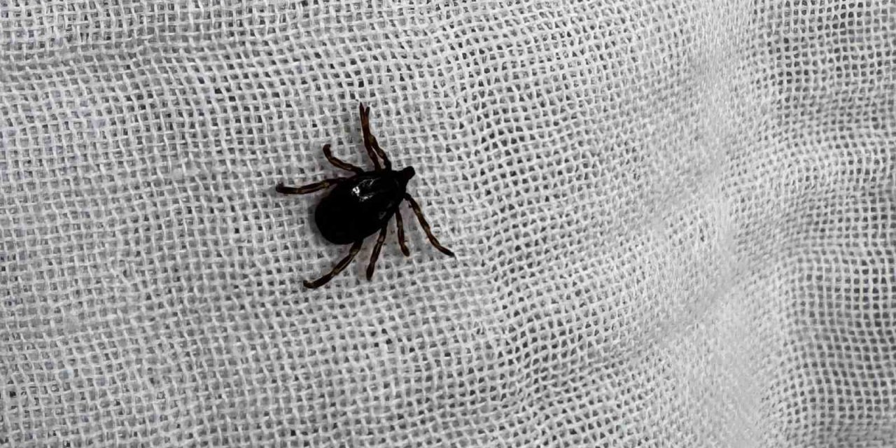 Kimi Sagara Basıyor Kimi Kolonya Döküyor, Bu Yöntemler Ölüme Götürüyor