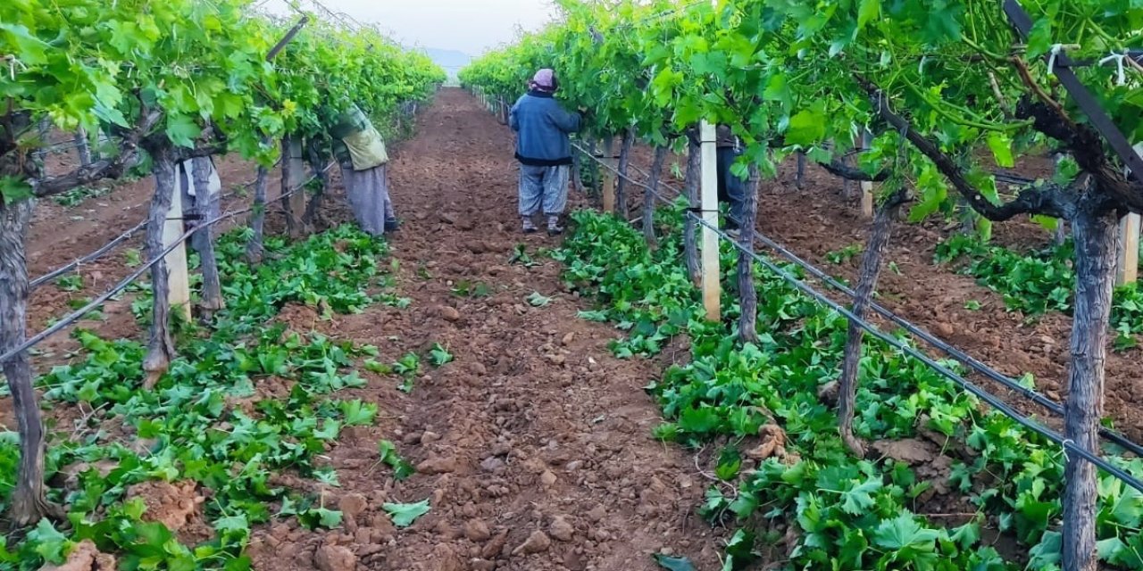 Üzüm Bağlarında Salkım Salkım Mücadele